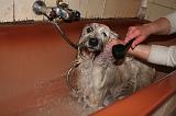BAIN - SKYE TERRIER 084